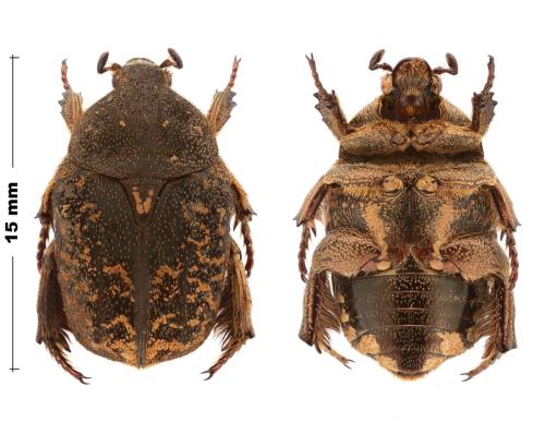 Réf. 352 970 : Protaetia medvedevi